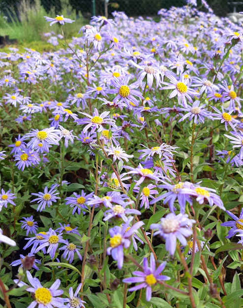 Aster frikartii `Floras Delight`
